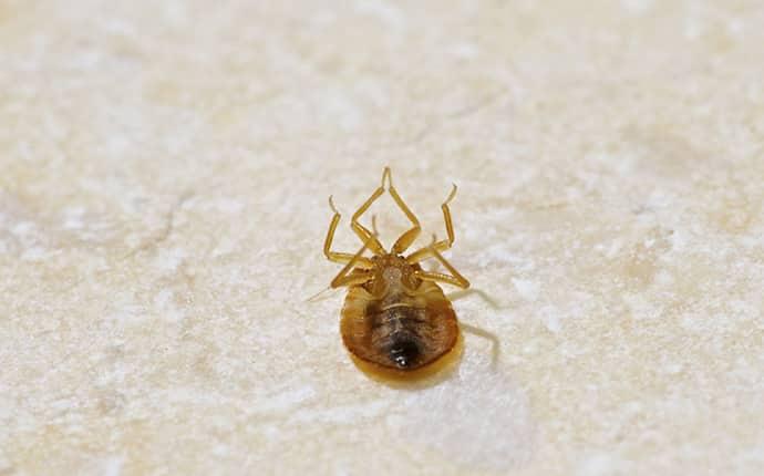 a dead bed bug inside a opp alabama home