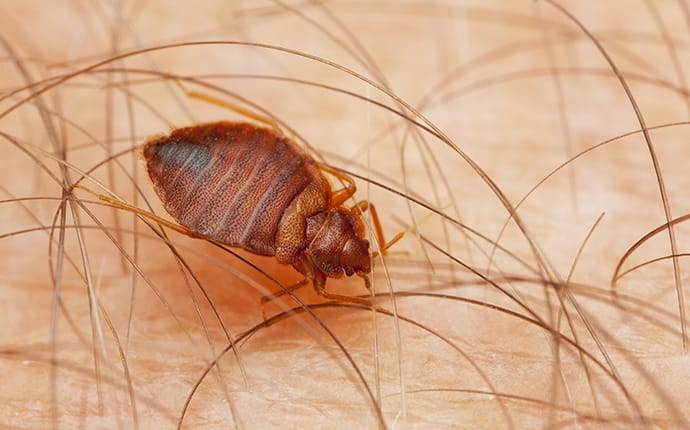 bed bug crawling on human arm in hattiesburg mississippi