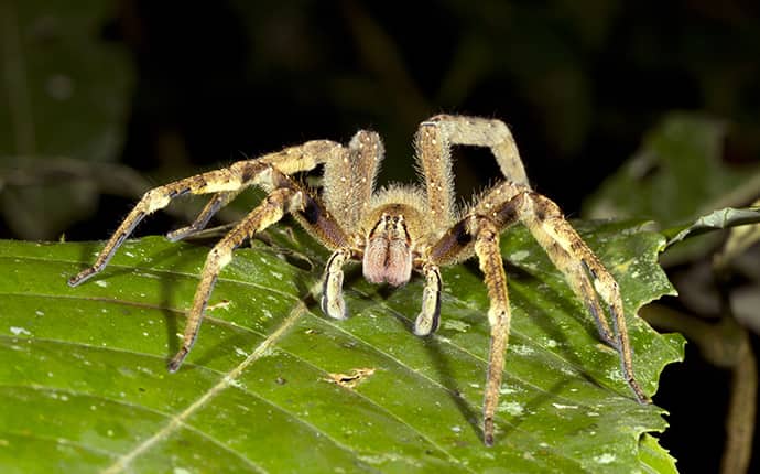 big banana spider on a leaf in yard in gulfport mississippi