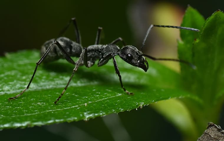 black ant on leaf