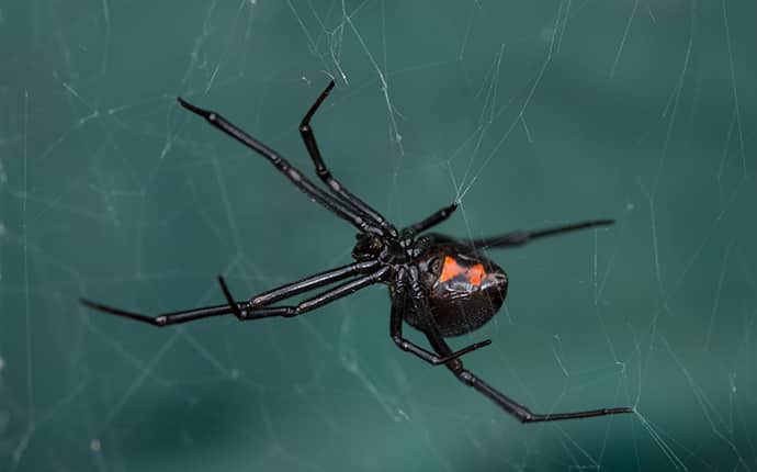 black widow spider spinning a web outside of a jackson mississippi home