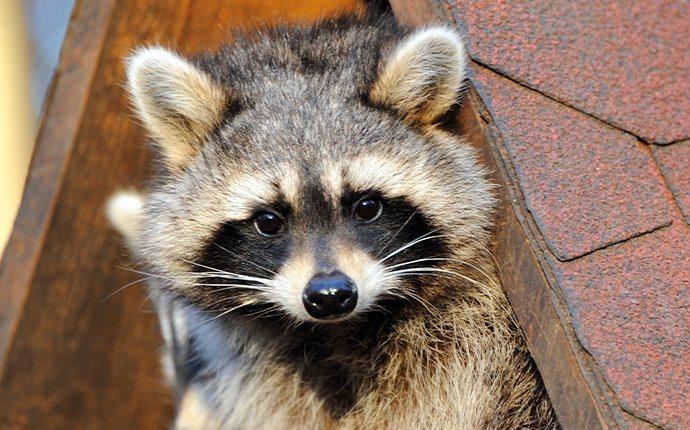 raccoon on a roof