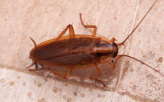 A German cockroach crawling on the floor.