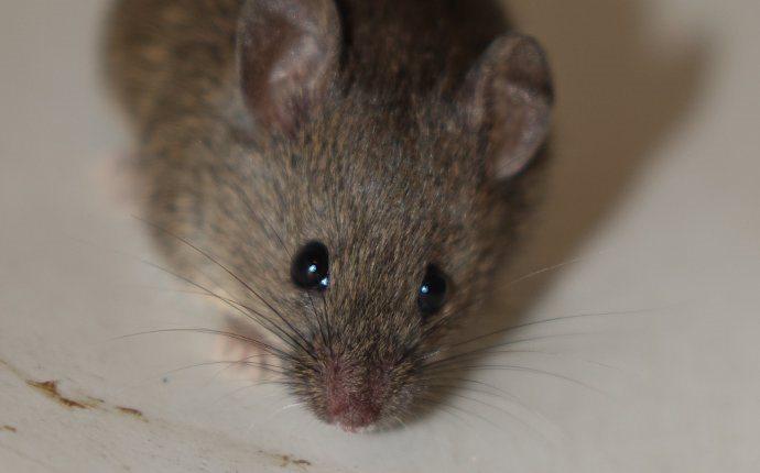 a house mouse up close