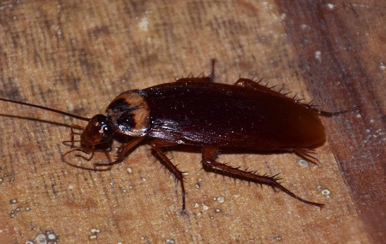 american cockroach crawling on a wooden table
