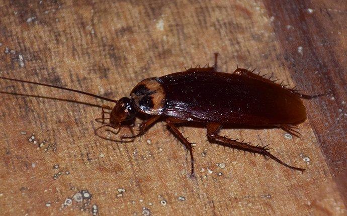 an american cockroach crawling in a basement