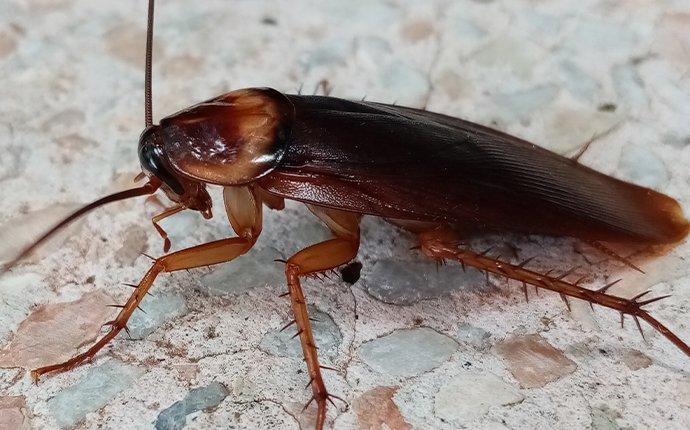 up close image of an american cockroach crawling on an outdoor patio