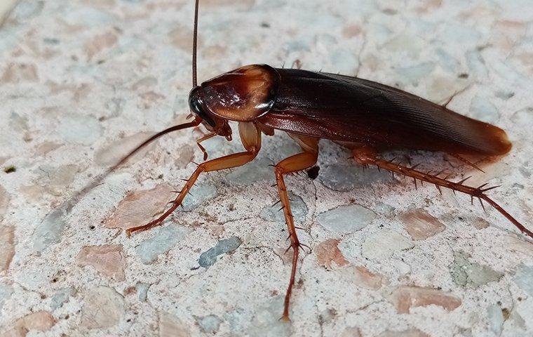 american cockroach on a stone floor