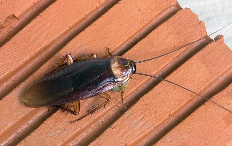 cockroach on deck