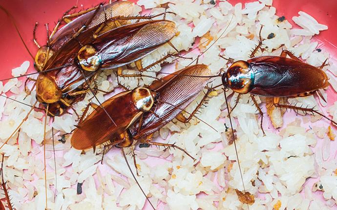 american cockroaches in a bowl of rice