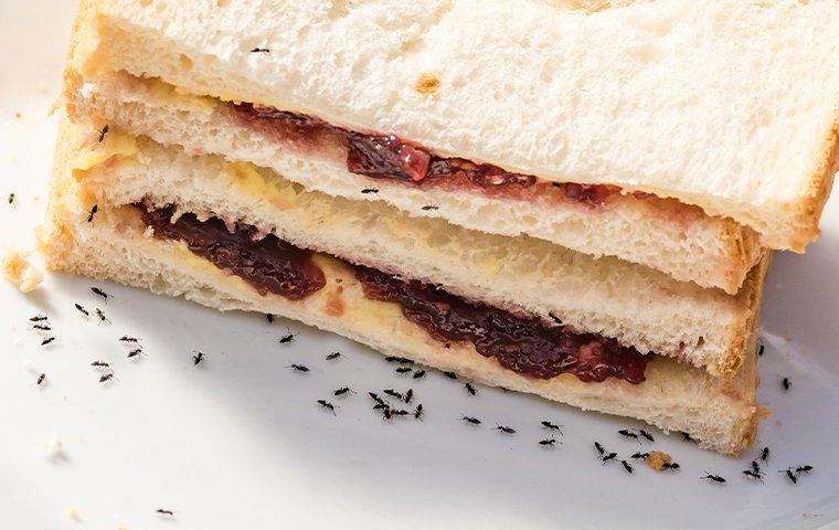 ants crawling on sandwich