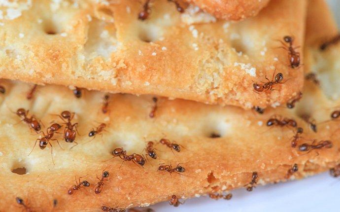 an ant infestation on food