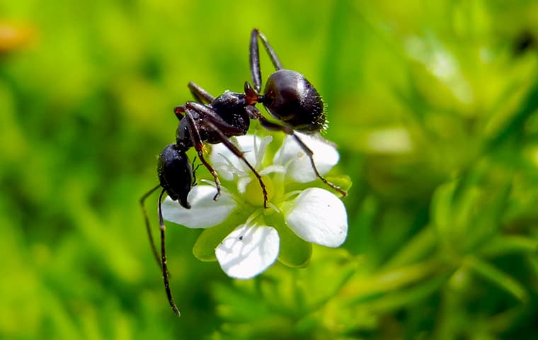 ant on white flower