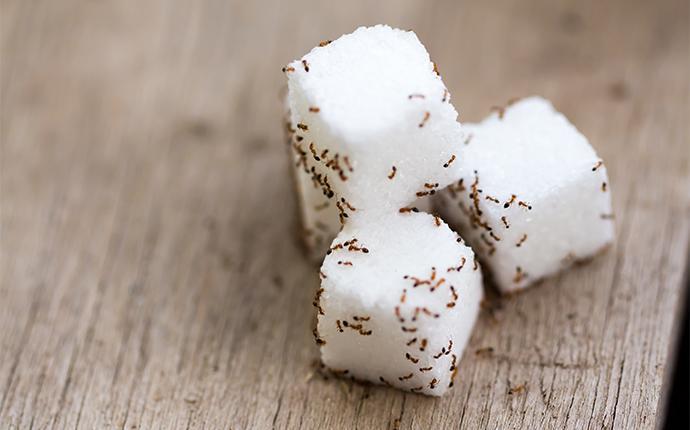 ants covering sugar cubes on a kitchen table