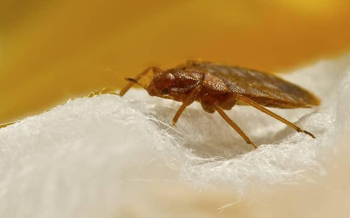 a bed bug on a blanket