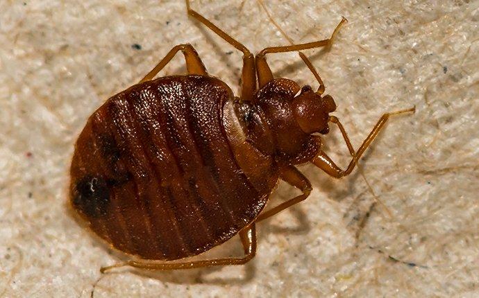 bed bug crawling on a mattress