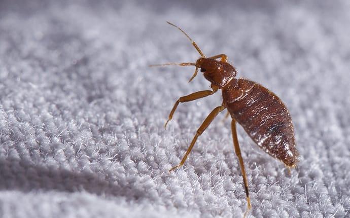 a bed bug crawling along a residential hattiesburg home