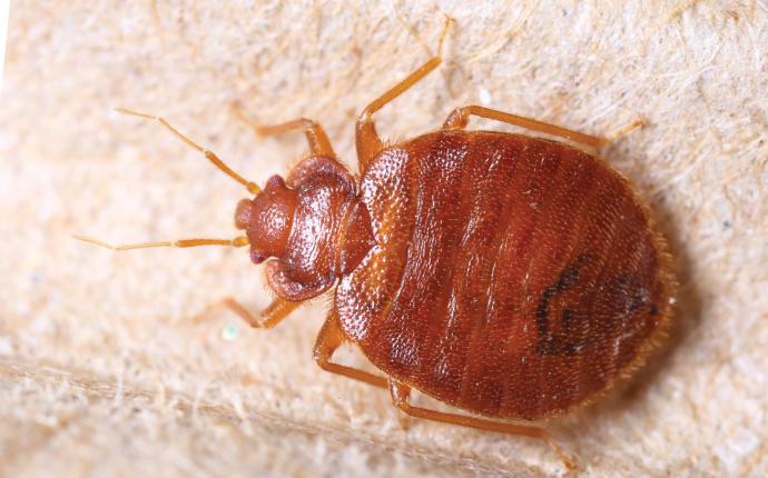 up close image of a bed bug on a mattress