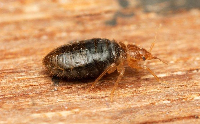 a bed bug crawling on wood furniture