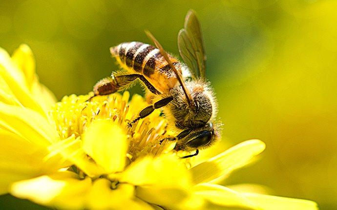 a bee on a yellow flower