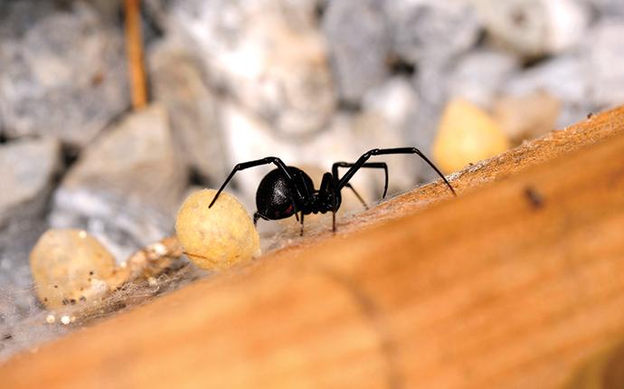 a black widow spider crawling in a house