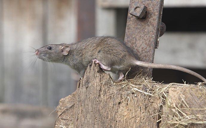 brown rat in garage