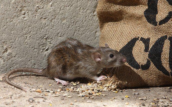 Brown rat eating grains in the basement.