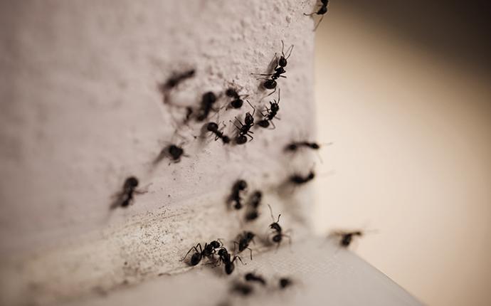 carpenter ants on a counter top edge