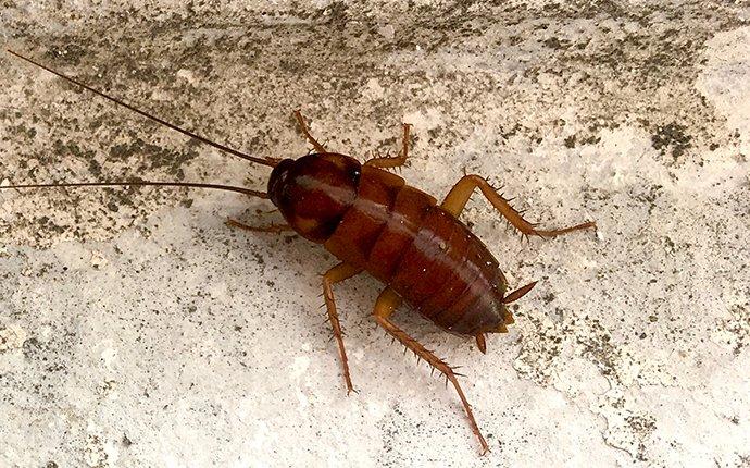 a cockroach crawling on a cememnt floor
