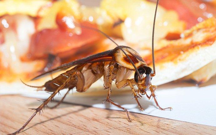 cockroach crawling on food