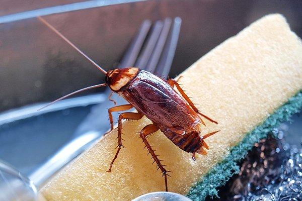 cockroach in a kitchen sink