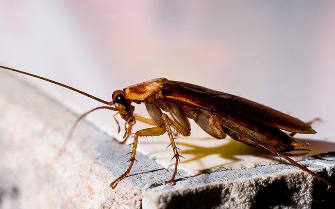 a cockroach in a basement