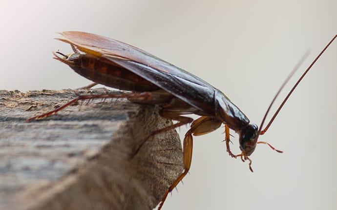 a cockroach crawling along the edge of a hattiesburgh missouri kitchen counter top