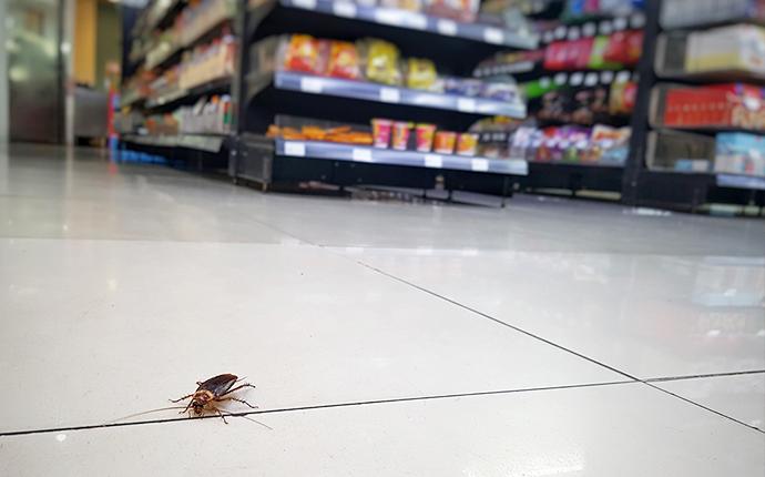 cockroach on grocery store floor