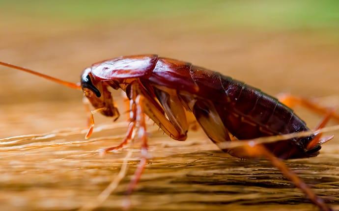 cockroach crawling on the ground