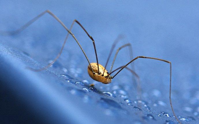 a daddy long legs spider crawling on fabric