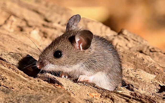 a little mouse crawling on a log