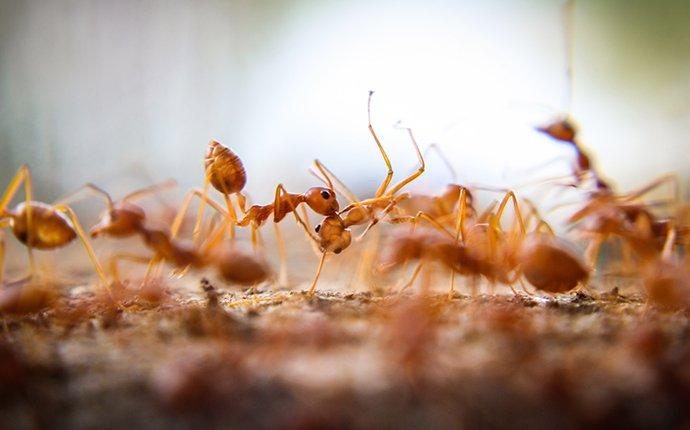 fire ants crawling on dirt in a a yard