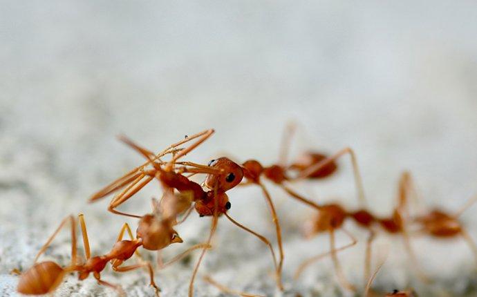 fire ants crawling on a ant hill