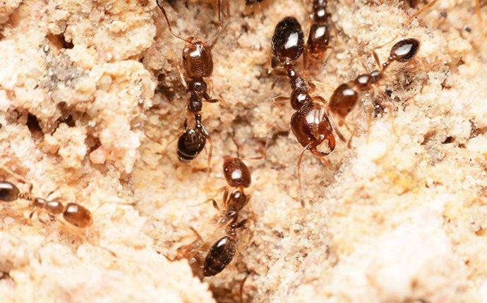 fire ants in a nest