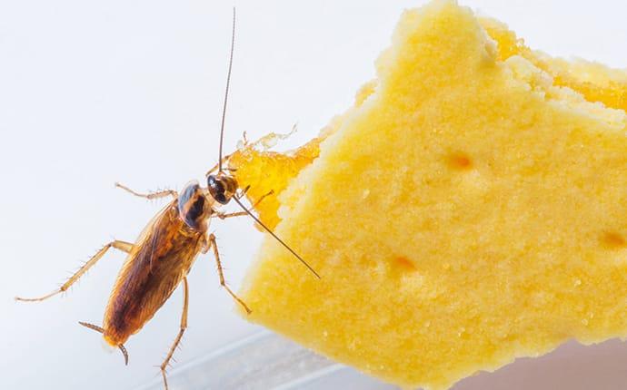 a german cockroach infestation in a mississippi restaurant