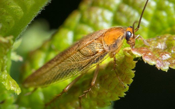 a german cockroach on a house plant