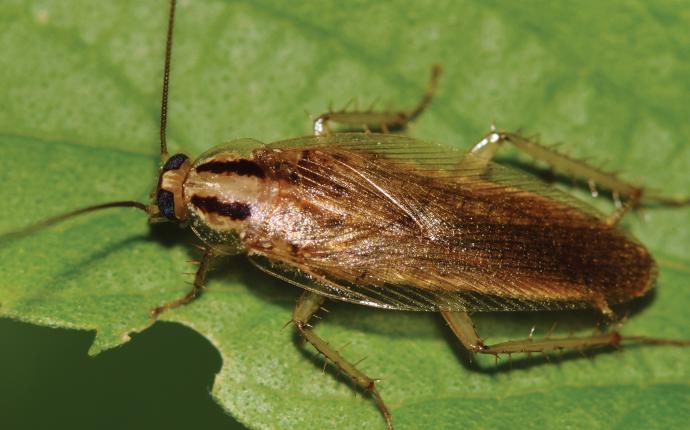 a cockroach crawling on a house plant