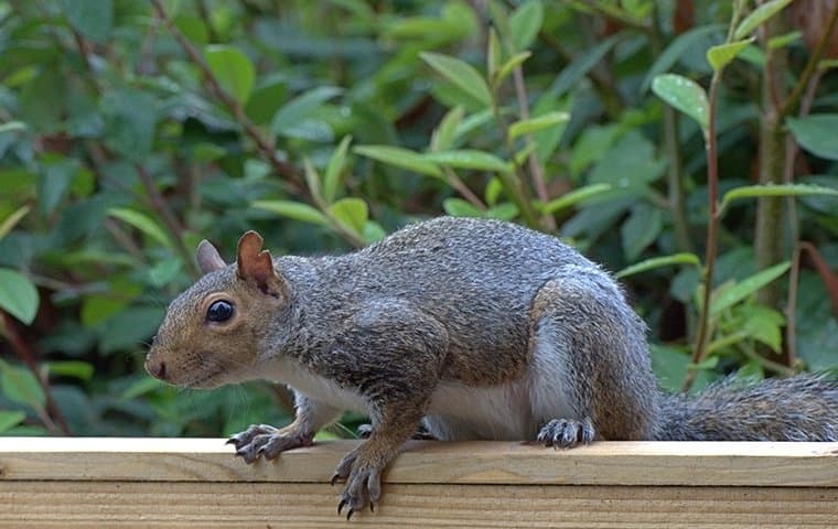 a squirrel on a patio