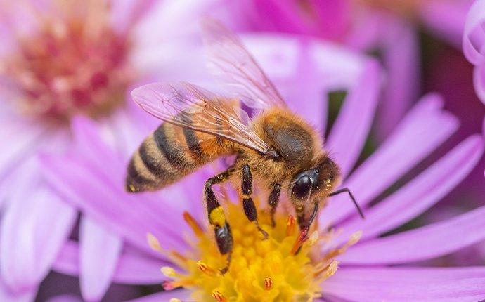a honey bee pollinating a flower