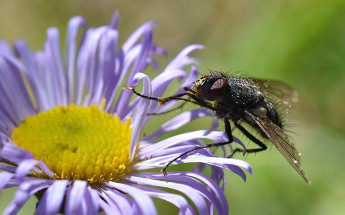 a house fly on a flower in spring