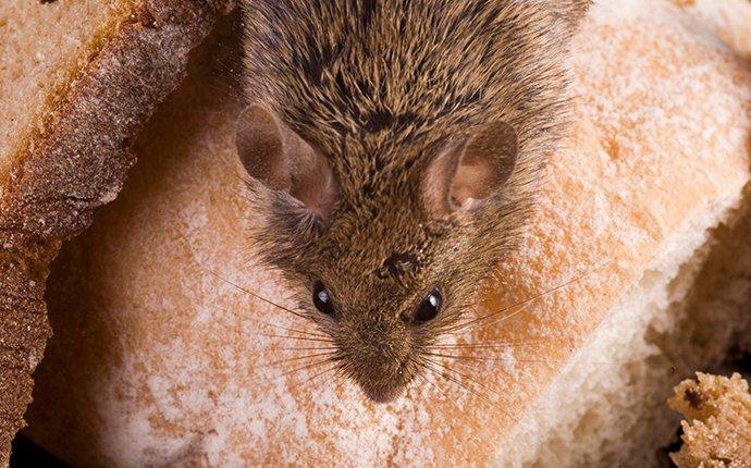 a mouse crawling on bread in a pantry