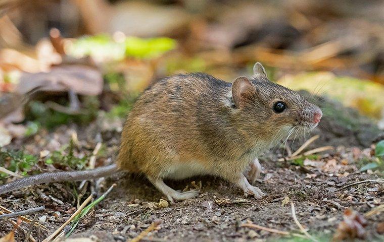 mouse outdoors foraging