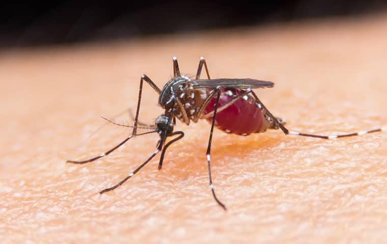 a mosquito crawling on human skin