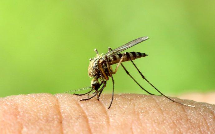 a mosquito biting a human finger